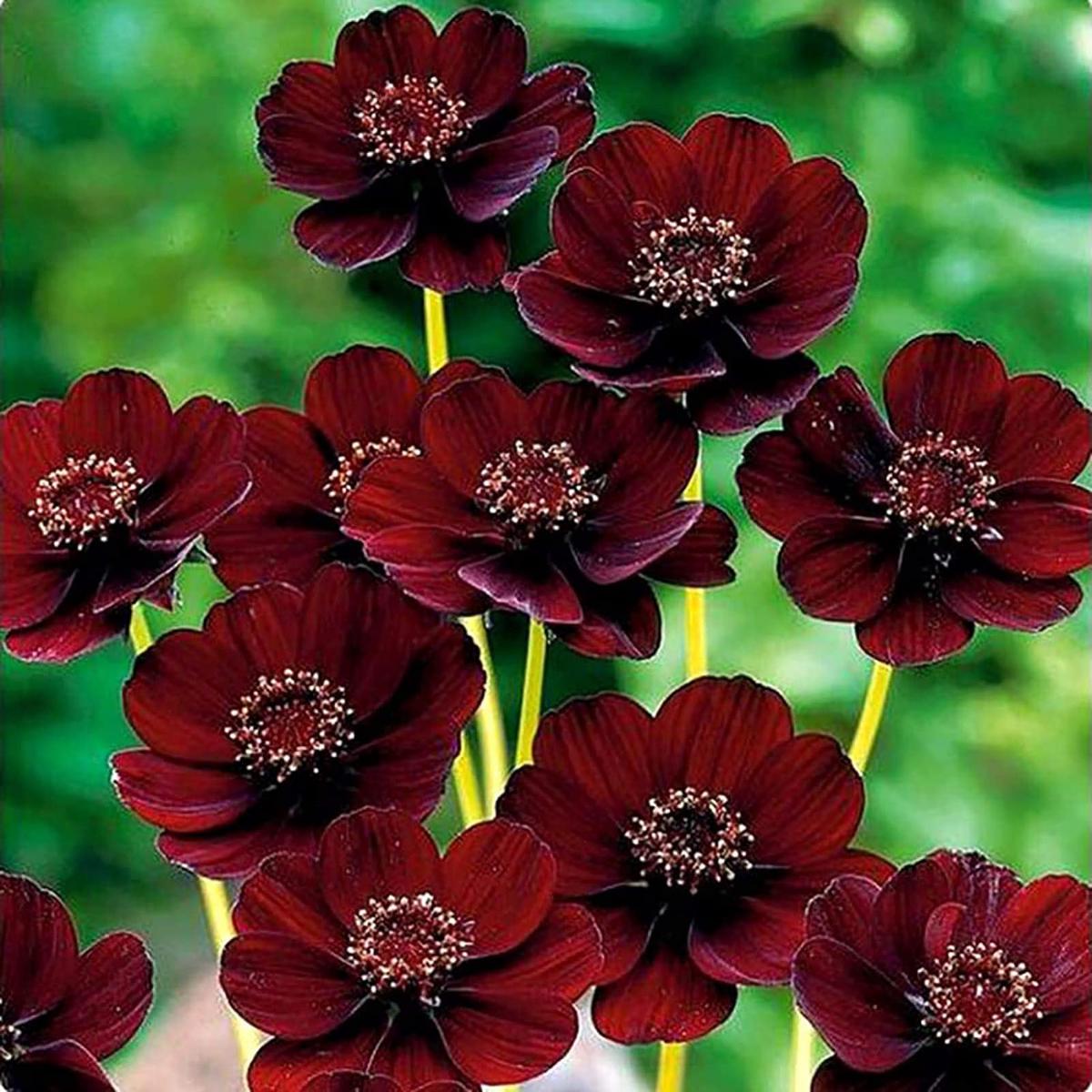 Chocolate Cosmos Flower Seeds for Planting