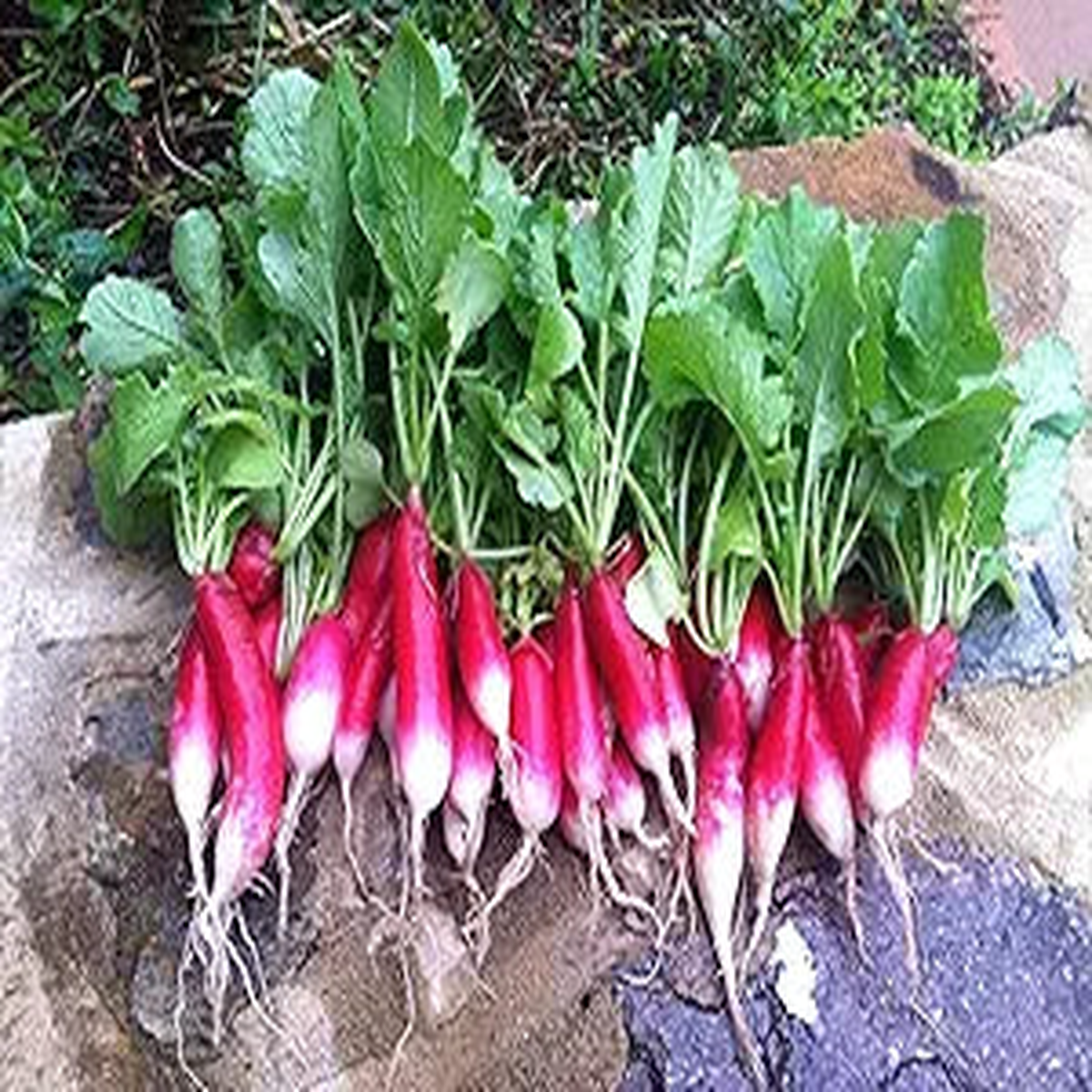 French Breakfast Radish Seeds for Quick-Growing Garden Vegetables