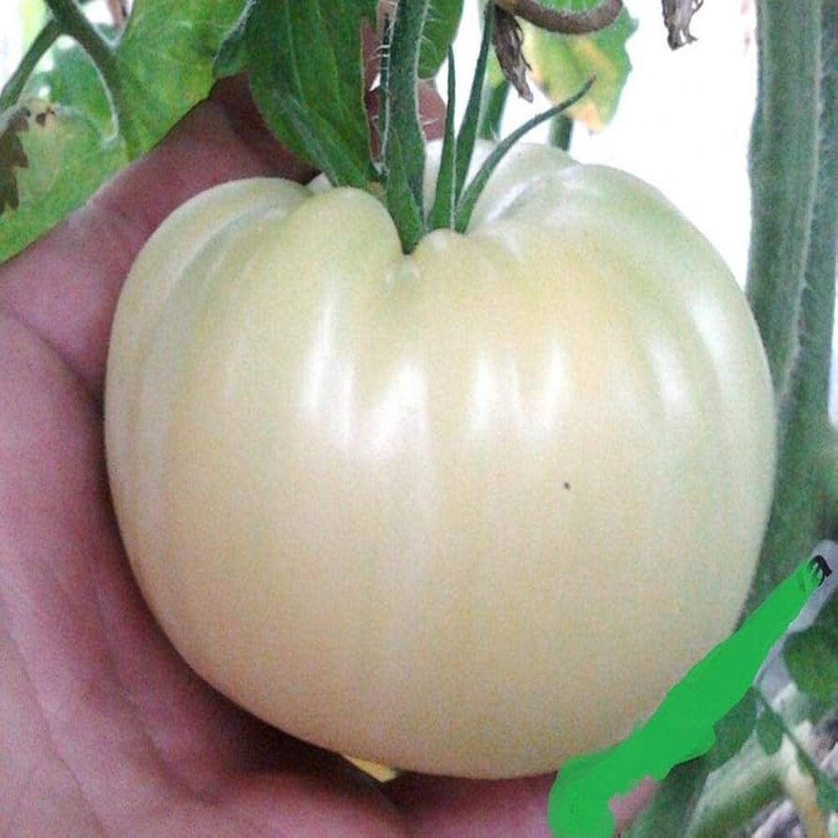 Great White Tomato Solanum lycopersicum Seeds for Planting for Urban Garden
