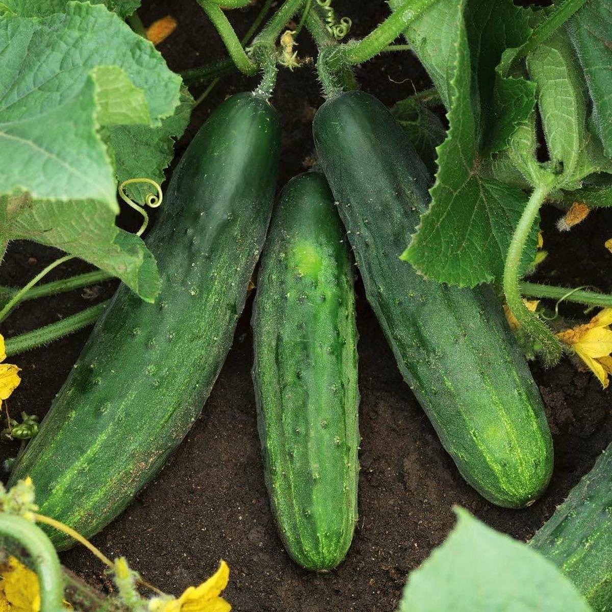 Cucumber Cucumis sativus Vegetable Seeds for Planting