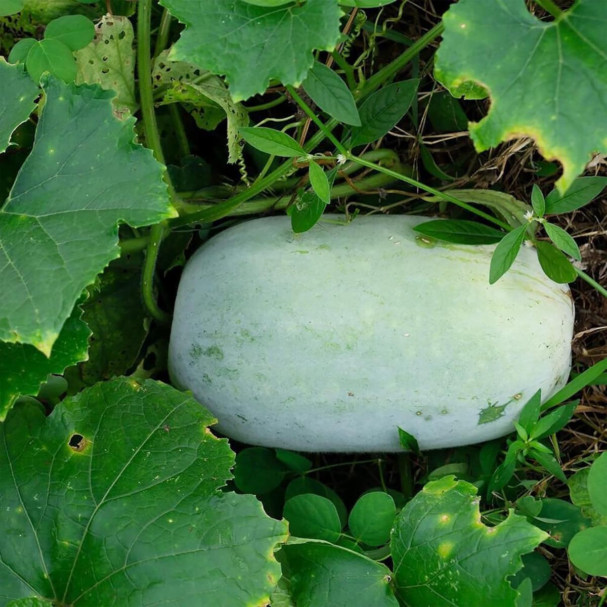Benincasa Hispida Seeds Winter Melon Vegetable Seeds for Planting in Kitchen Garden and Fields