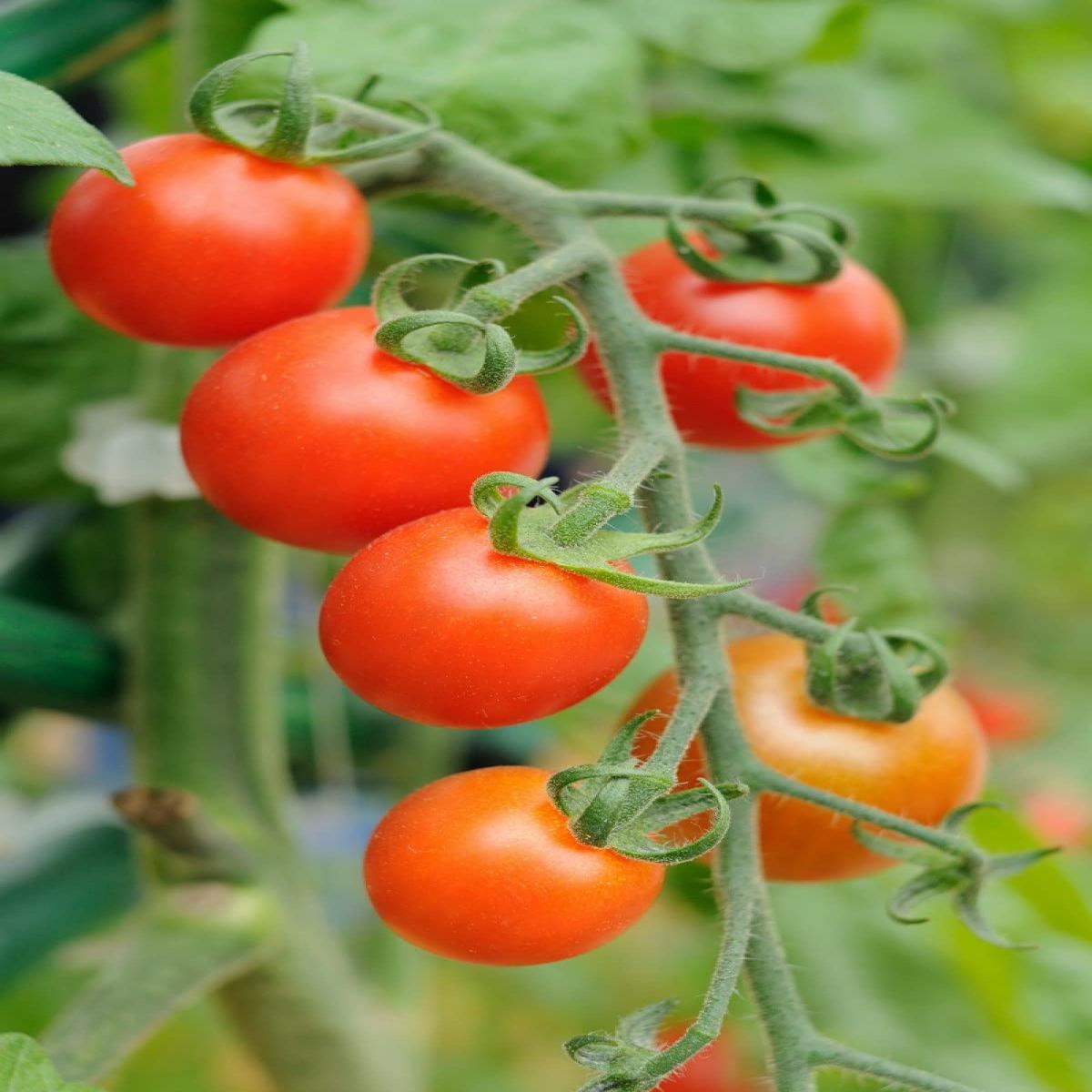 Cherry Tomato Seeds for Planting for Urban Garden