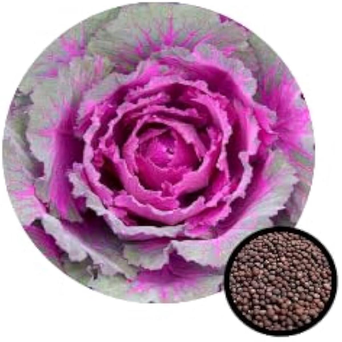Brassica Oleracea Kale Vegetable Seeds for Planting Light Pink