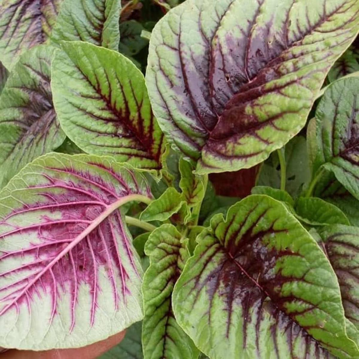 Amaranthus Amaranthus Tricolor Leafy Vegetable Seeds for Planting  Great for Edible Landscaping and Garden Beds