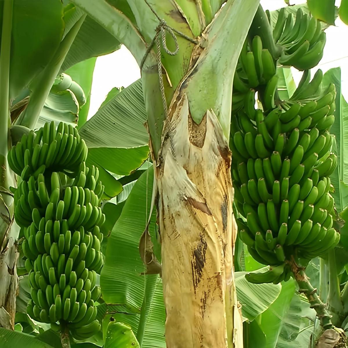 Banana Musa acuminata fruit seeds for planting in tropical home gardens