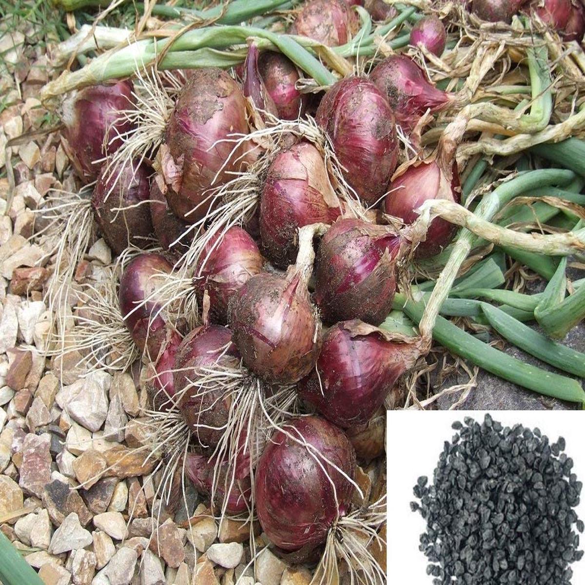 Braunschweig Onion Seeds for Planting Allium cepa Heirloom Vegetable Garden