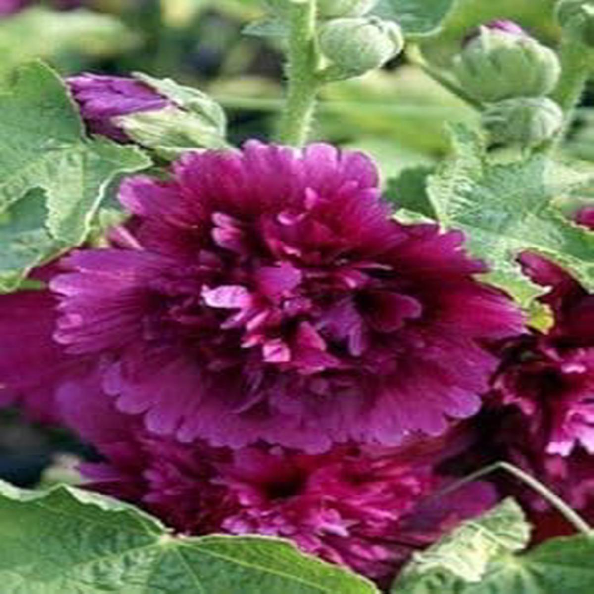 Organic Purple Hollyhock Flower Seeds for Planting  Heirloom, Non-GMO