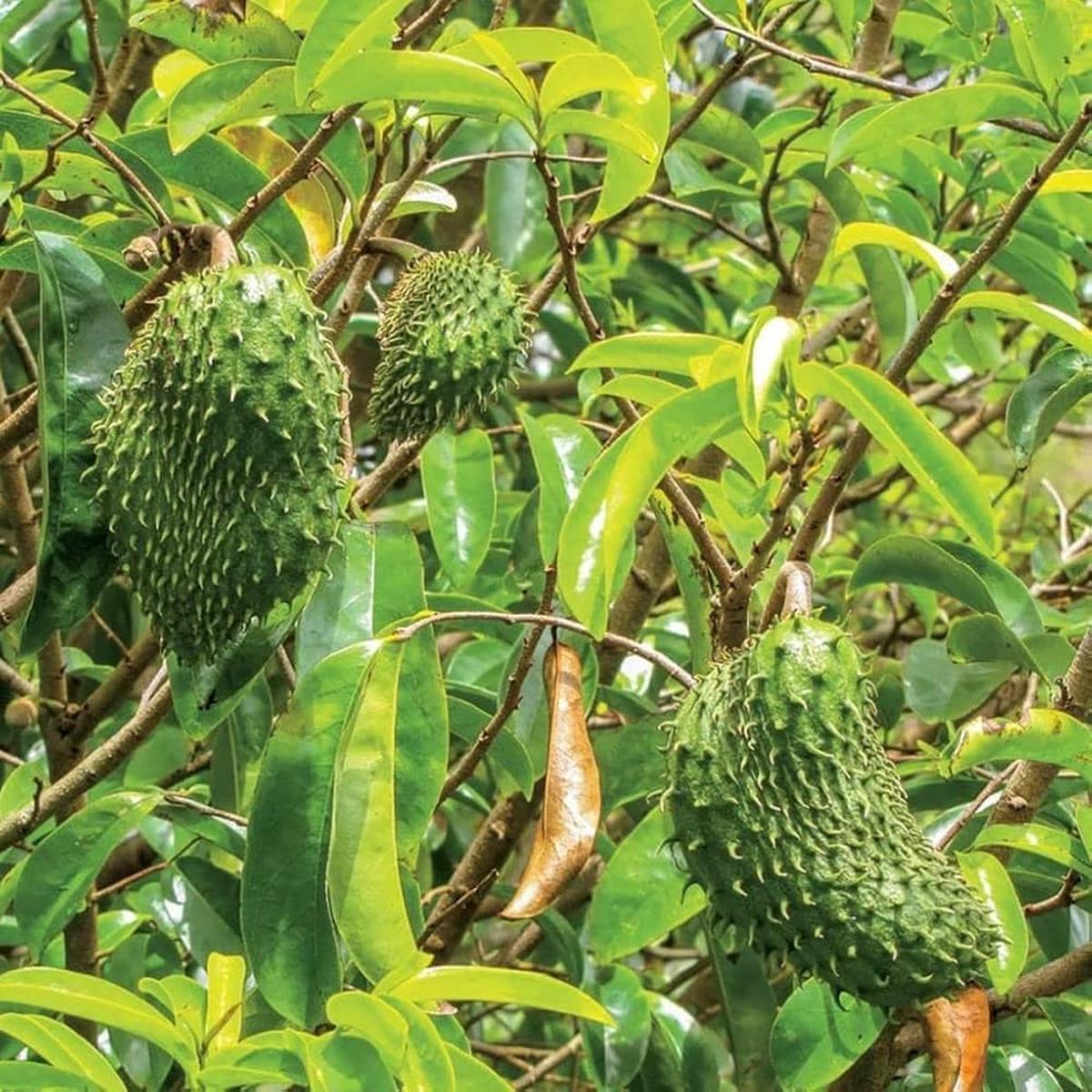 Army Green Graviola Soursop Fruit Seeds for Planting - Grow Soursop with a Unique Appearance, Heirloom Seeds