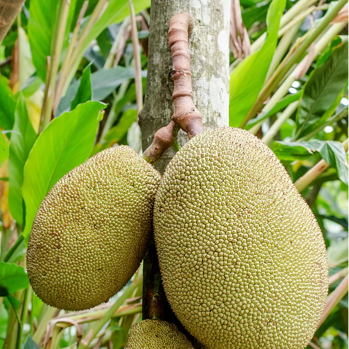 Black Gold (Australia) Jackfruit Seeds for Planting- Grow This Giant Tropical Fruit with Sweet Flesh