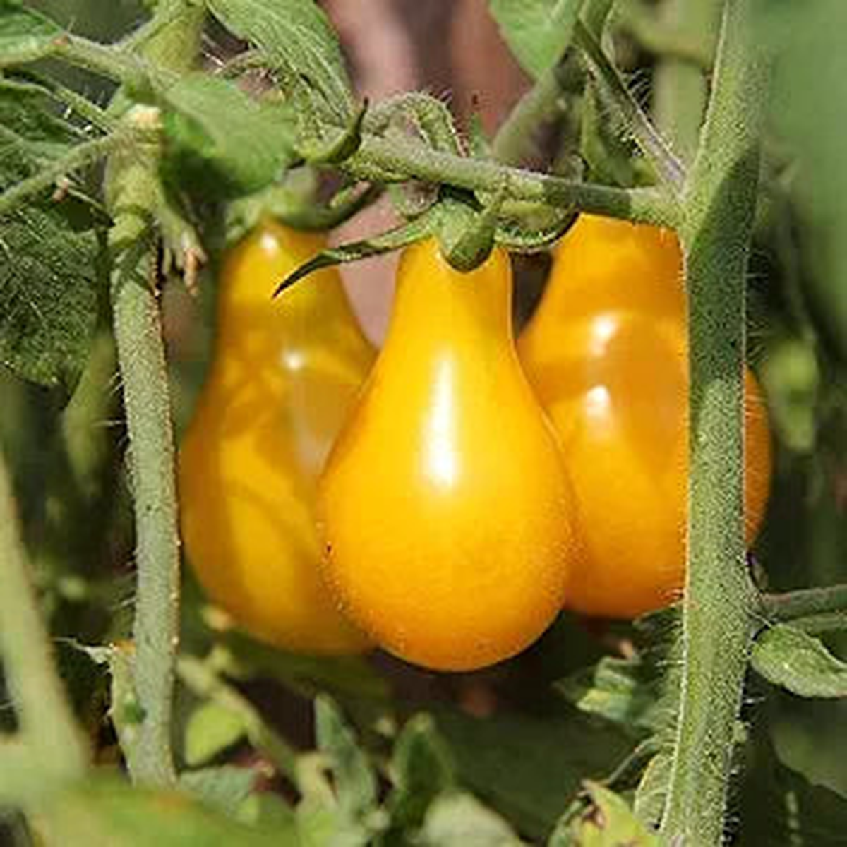 Tomato Heirloom Yellow Pear Seeds for Sweet, Pear-Shaped Tomatoes