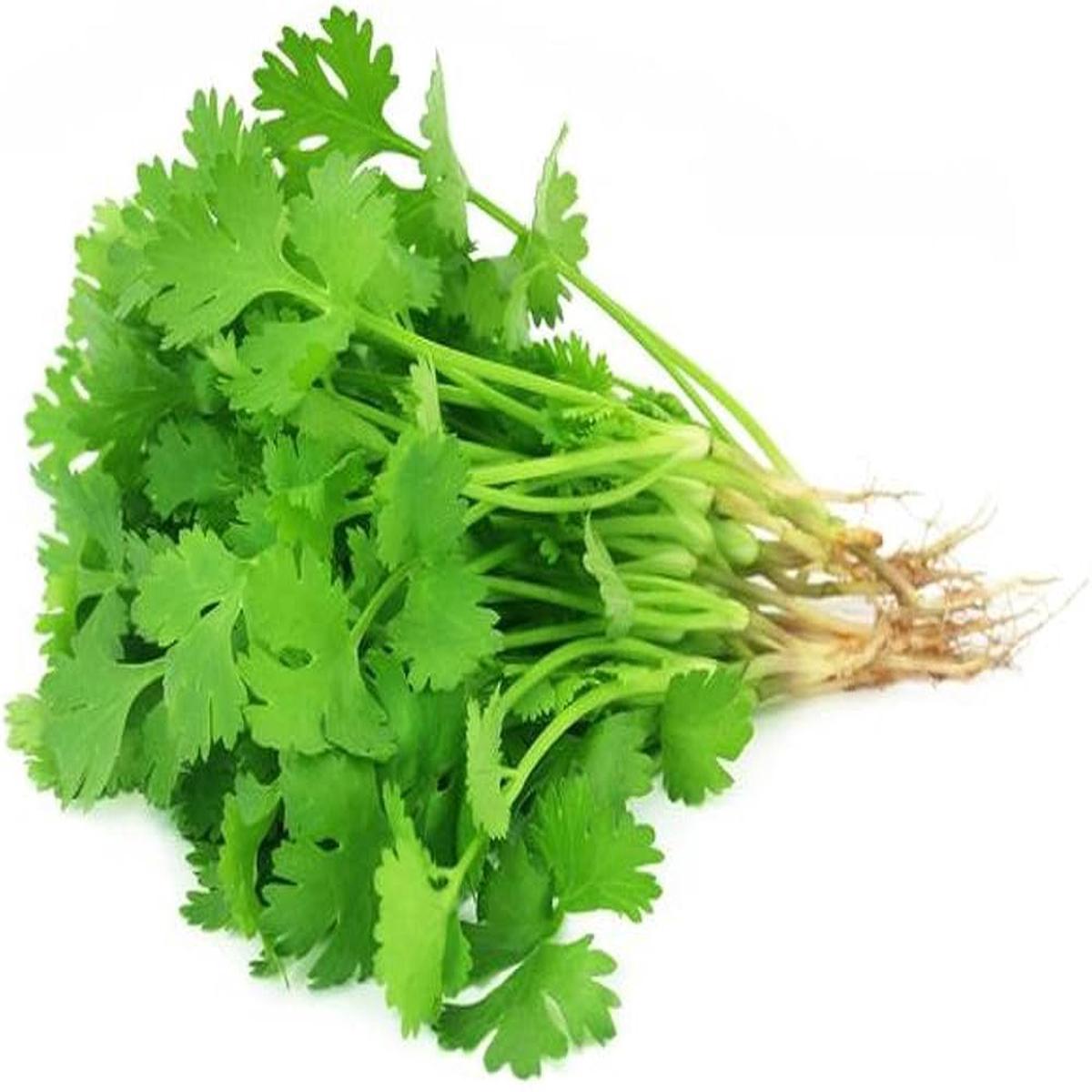 Coriander Cilantro Seeds Coriandrum sativum for Planting in Herb Patch and Kitchen Garden