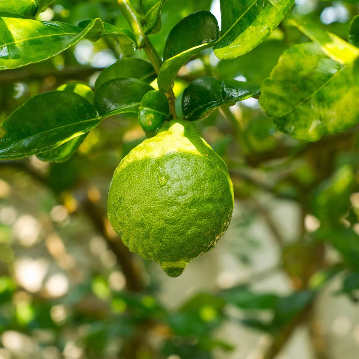 Bergamot fruit Seeds for Planting