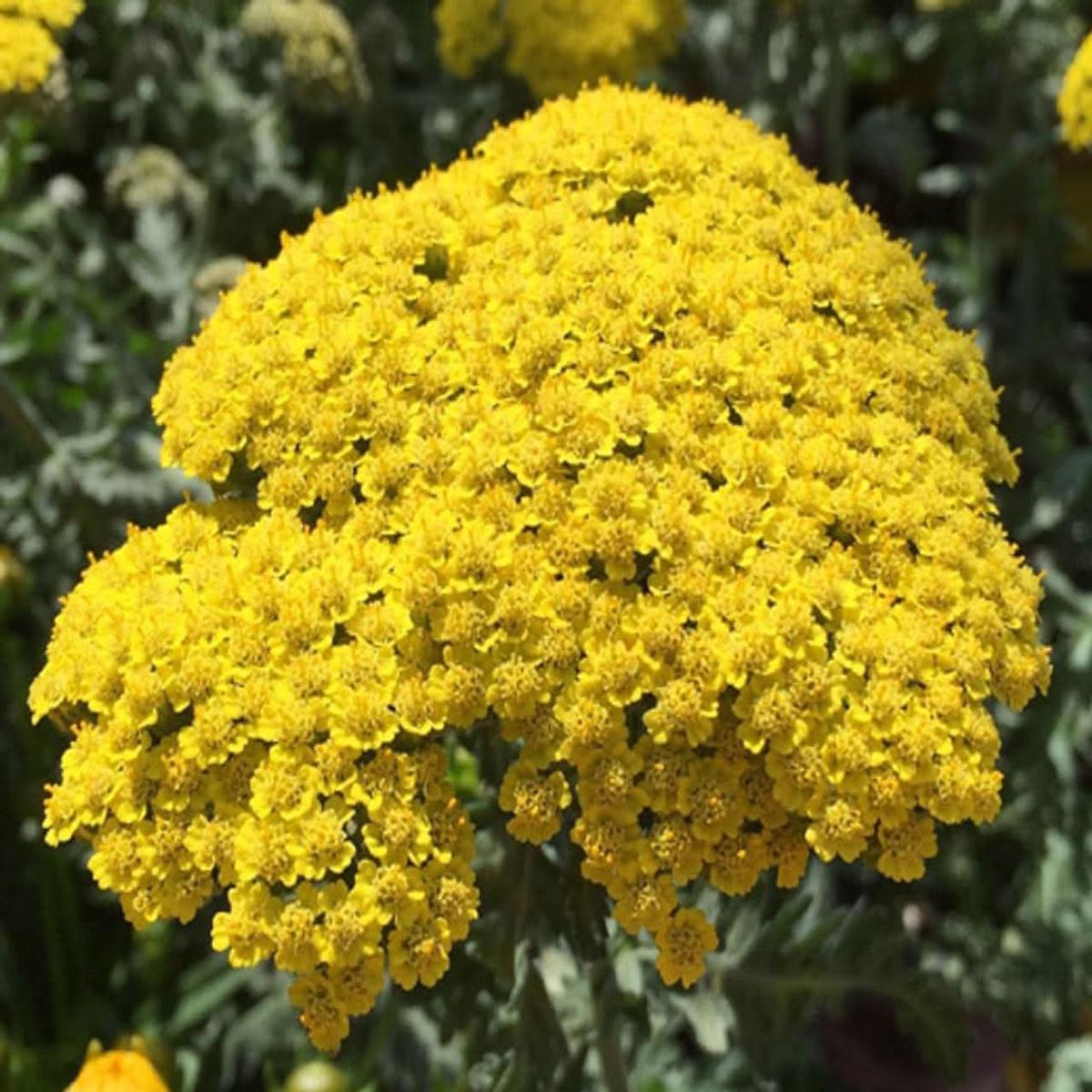 Achillea Flower Seeds for Planting  Drought-Tolerant Medicinal and Ornamental Blooms