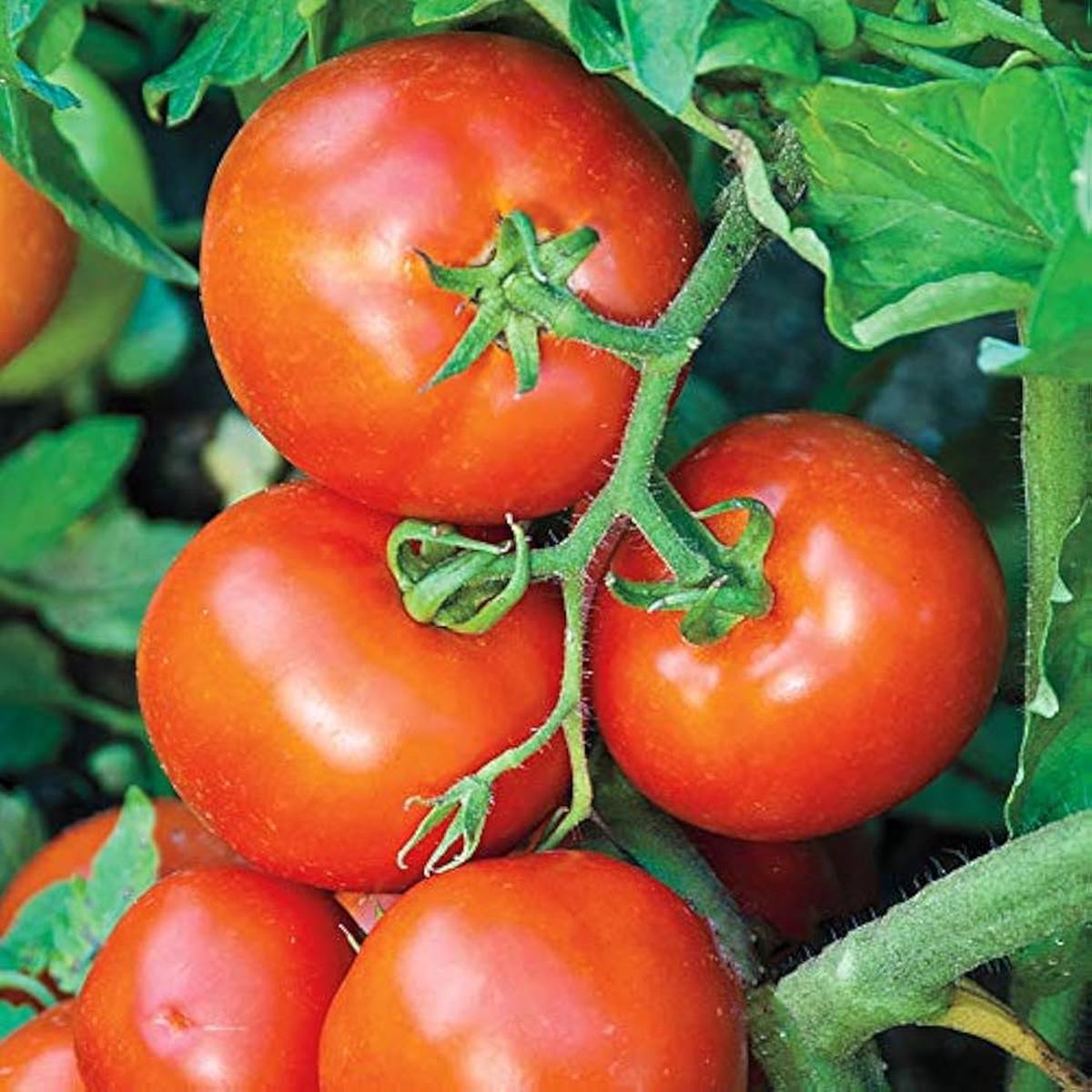 Giant Tomato Seeds (Red)  Fresh Vegetable Seeds for Planting Heirloom Variety