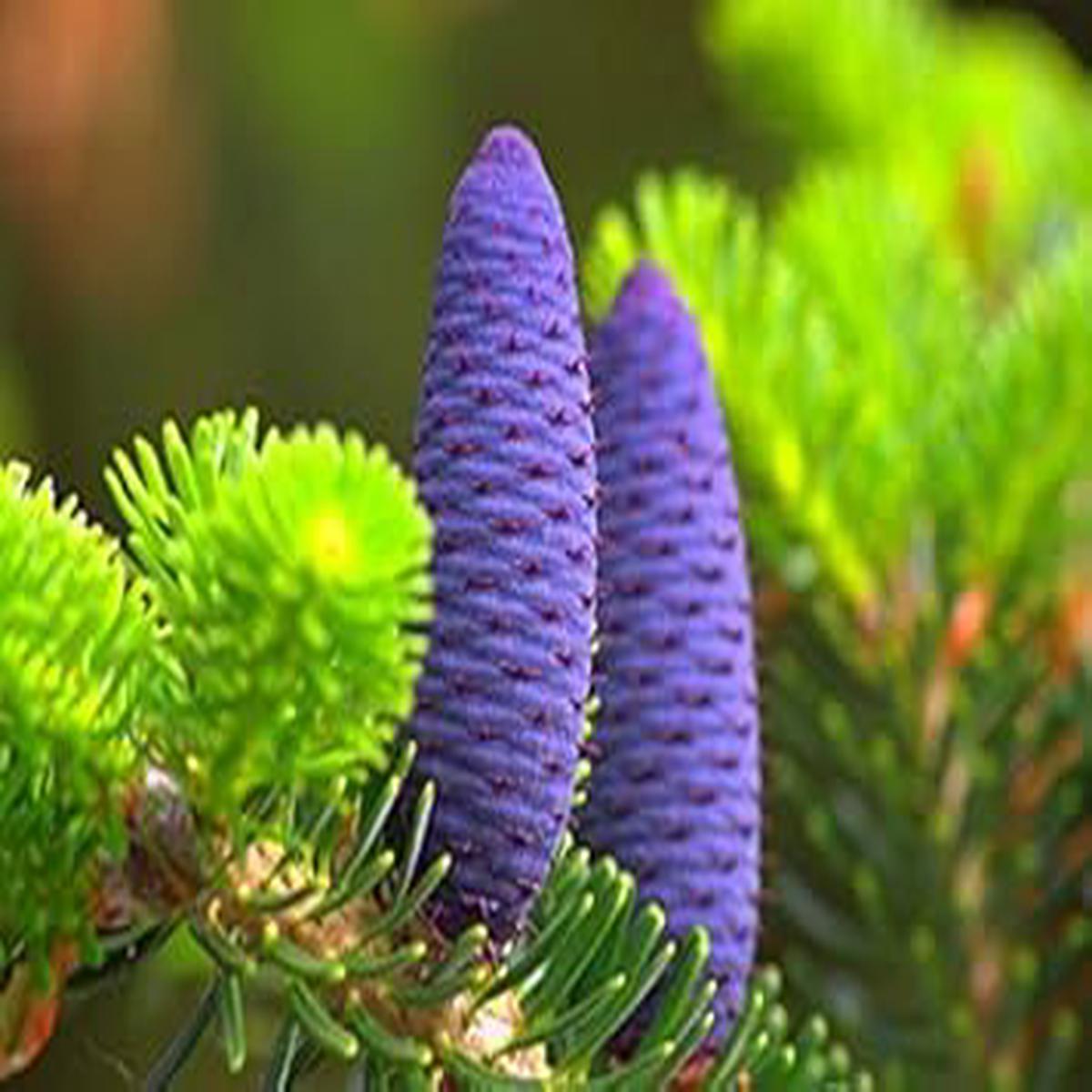 Abies Koreana Purple Plant Seeds for Planting  Organic, Heirloom, Non-GMO Seeds