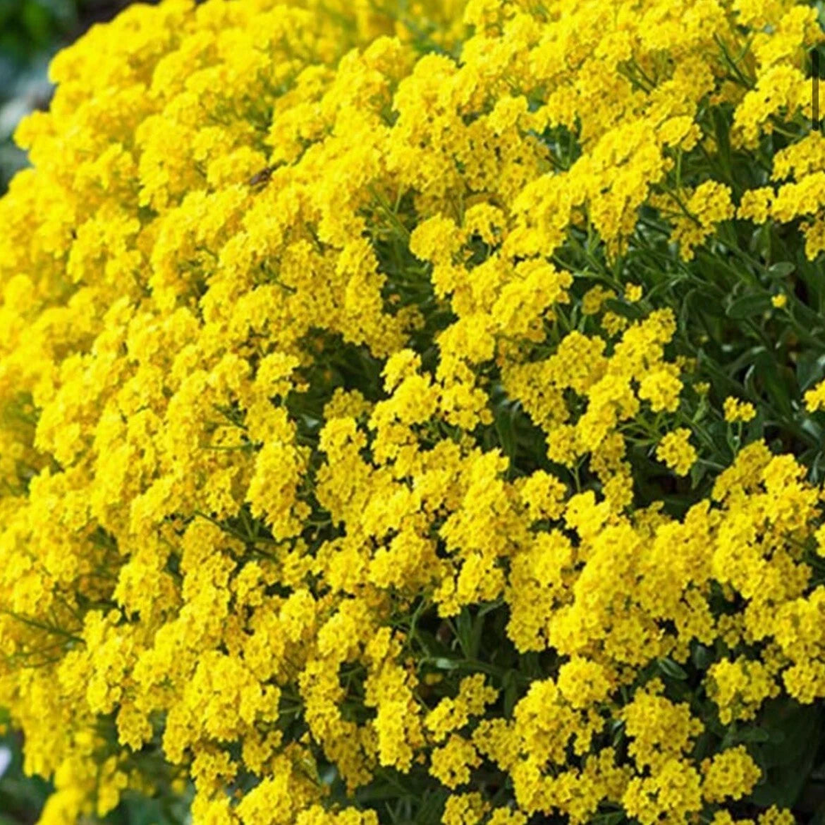 -Alyssum Basket of Gold Seeds Shipping  Heirloom, Non-GMO, High Germination Organic Garden Seeds