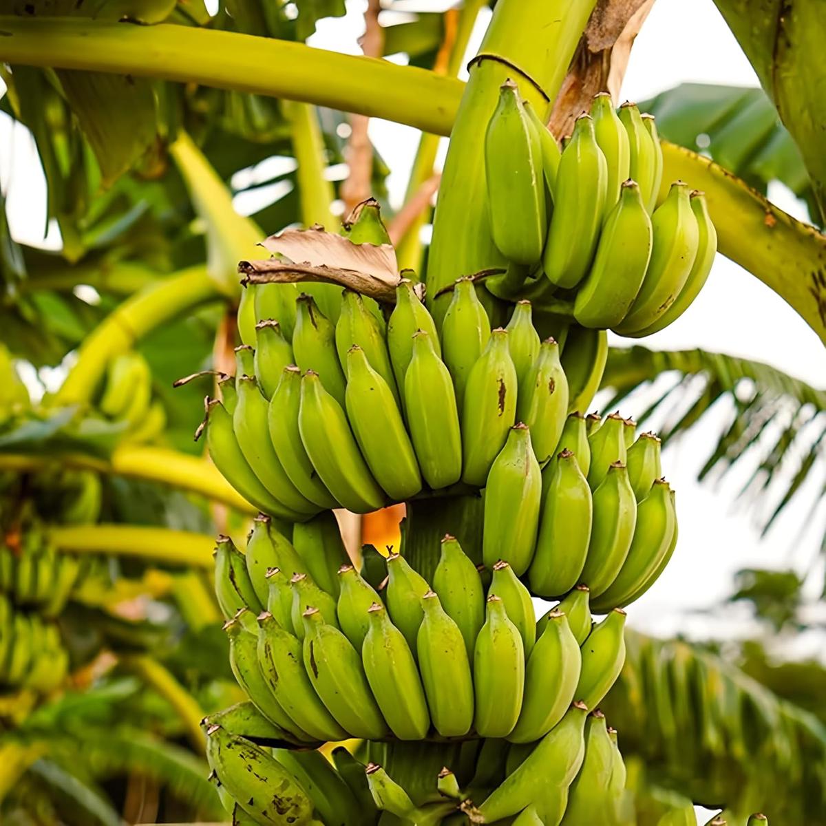 Banana Musa Acuminata Fruit Seeds for Planting  Suitable for Tropical Home Garden and Container Growing