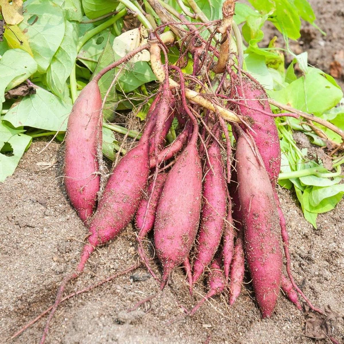 Sweet Potato Ipomoea batatas Seeds for Planting for Vegetable Patch and Home Garden