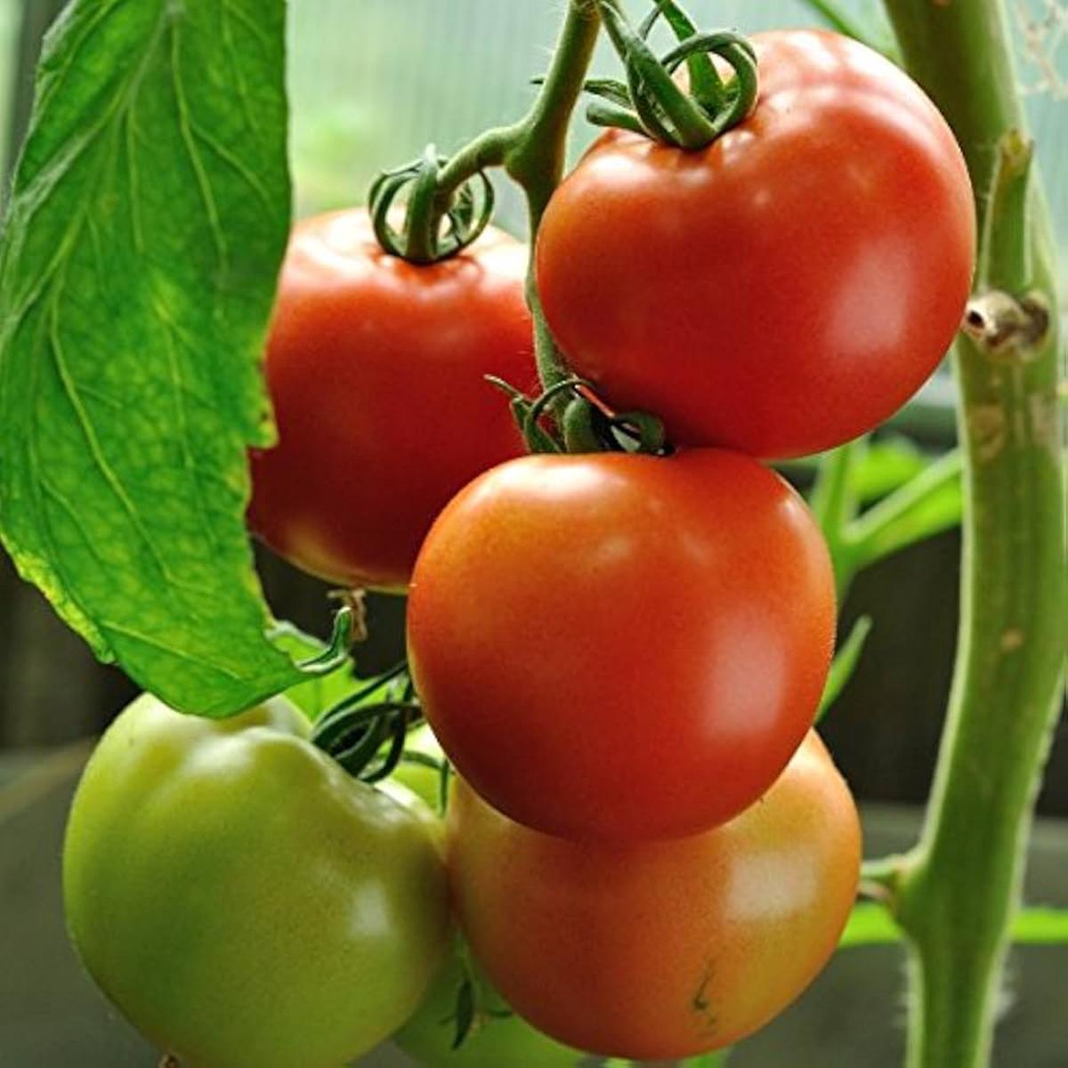 Tomato Seeds (Red)  Fresh Vegetable Seeds for Planting Classic Red Tomatoes