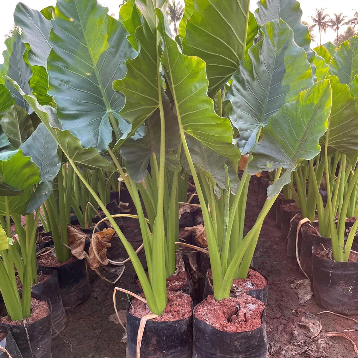 Alocasia Macrorrhiza Vegetable Seeds for Planting, heirloom & Non-GMO Seeds