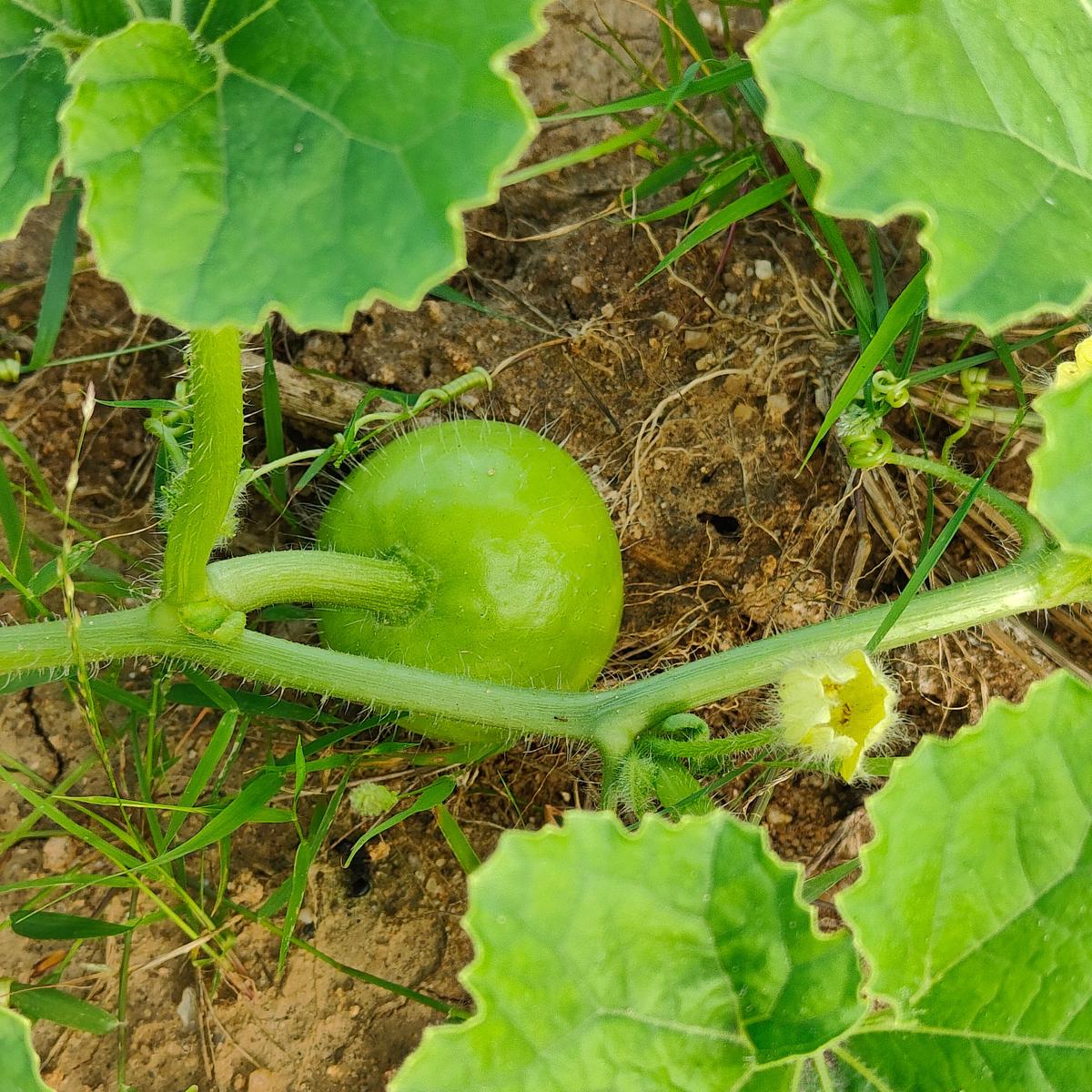 Apple Gourd Fruit Seeds for Planting - Heirloom Seeds, Vibrant, Unique Garden Growth