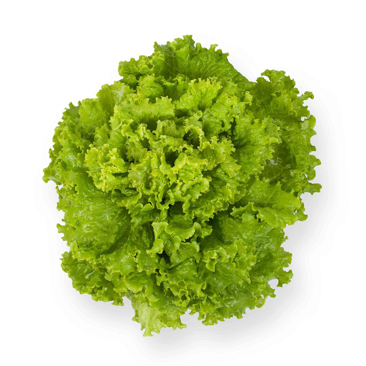 Bernet Lettuce Seeds for Planting Lactuca sativa Urban Garden Salad Bed