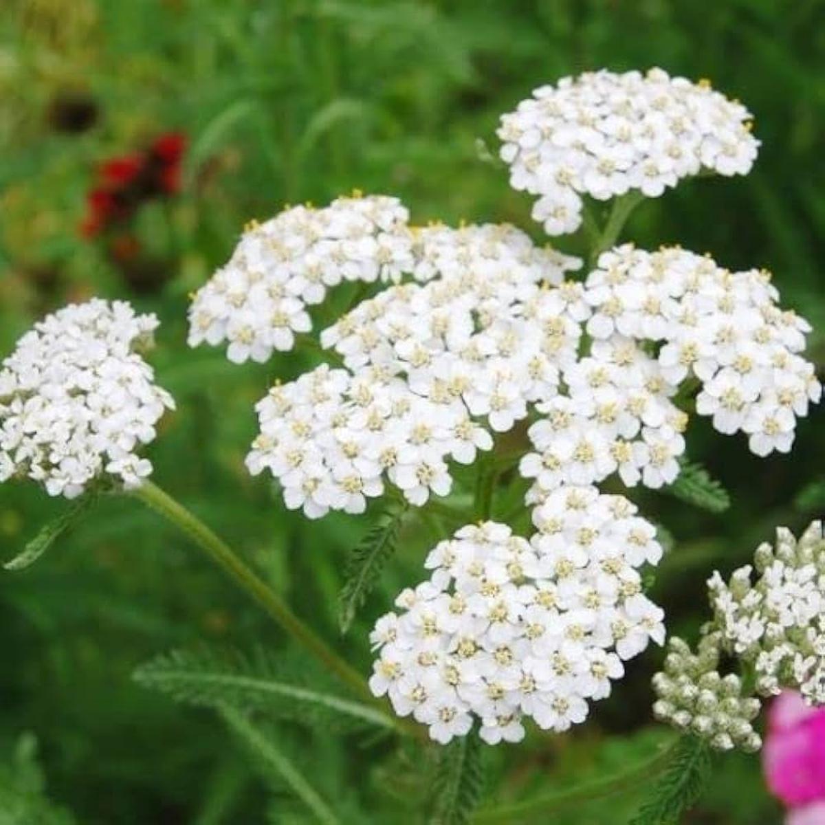 Achillea White Flower Seeds for Planting  Organic, Heirloom, Non-GMO Seeds