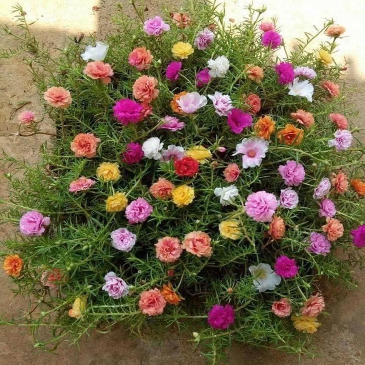 -MIXED MOSS ROSE Vietnam Rose PortulacaGrandiflora Seeds  Heirloom, Non-GMO, High Germination Organic Garden Seeds