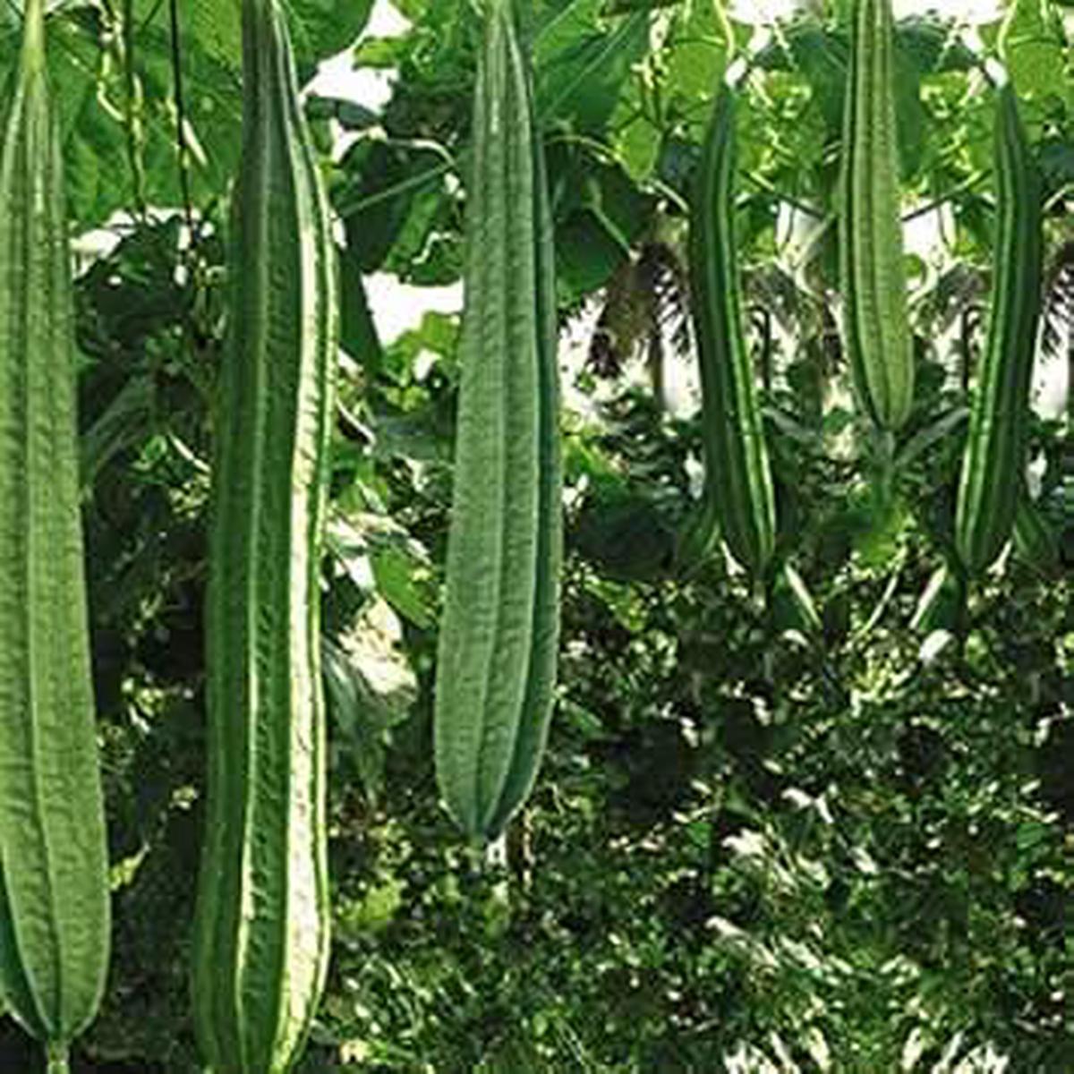 Acutangula Vegetable Seeds for Planting heirloom & Non-GMO Seeds