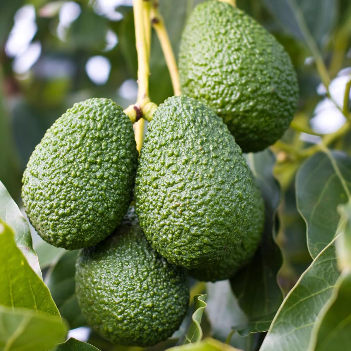 Avocado Fruit Tree Seeds Persea americana for Greenhouse and Home Garden Planting