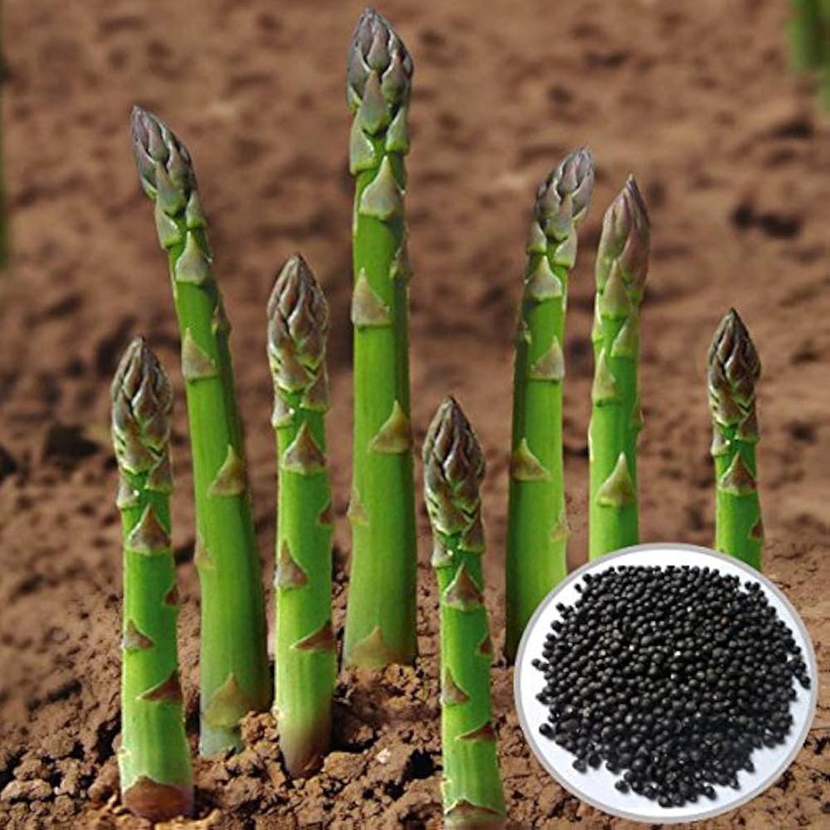 Asparagus Plant Seeds for Planting vegetable patch