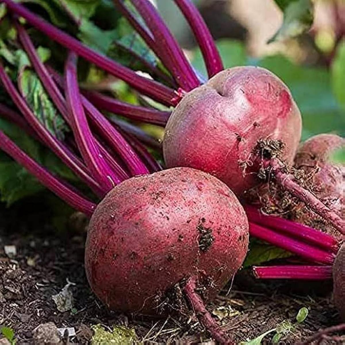 Beetroot Seeds for Planting Beta vulgaris for kitchen gardens and urban vegetable patches