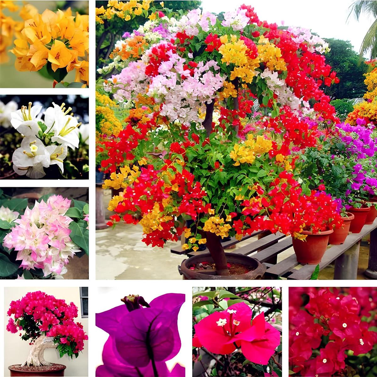 Mixed Bougainvillea Seeds  Organic, Heirloom, Non-GMO Plant Seeds for Planting