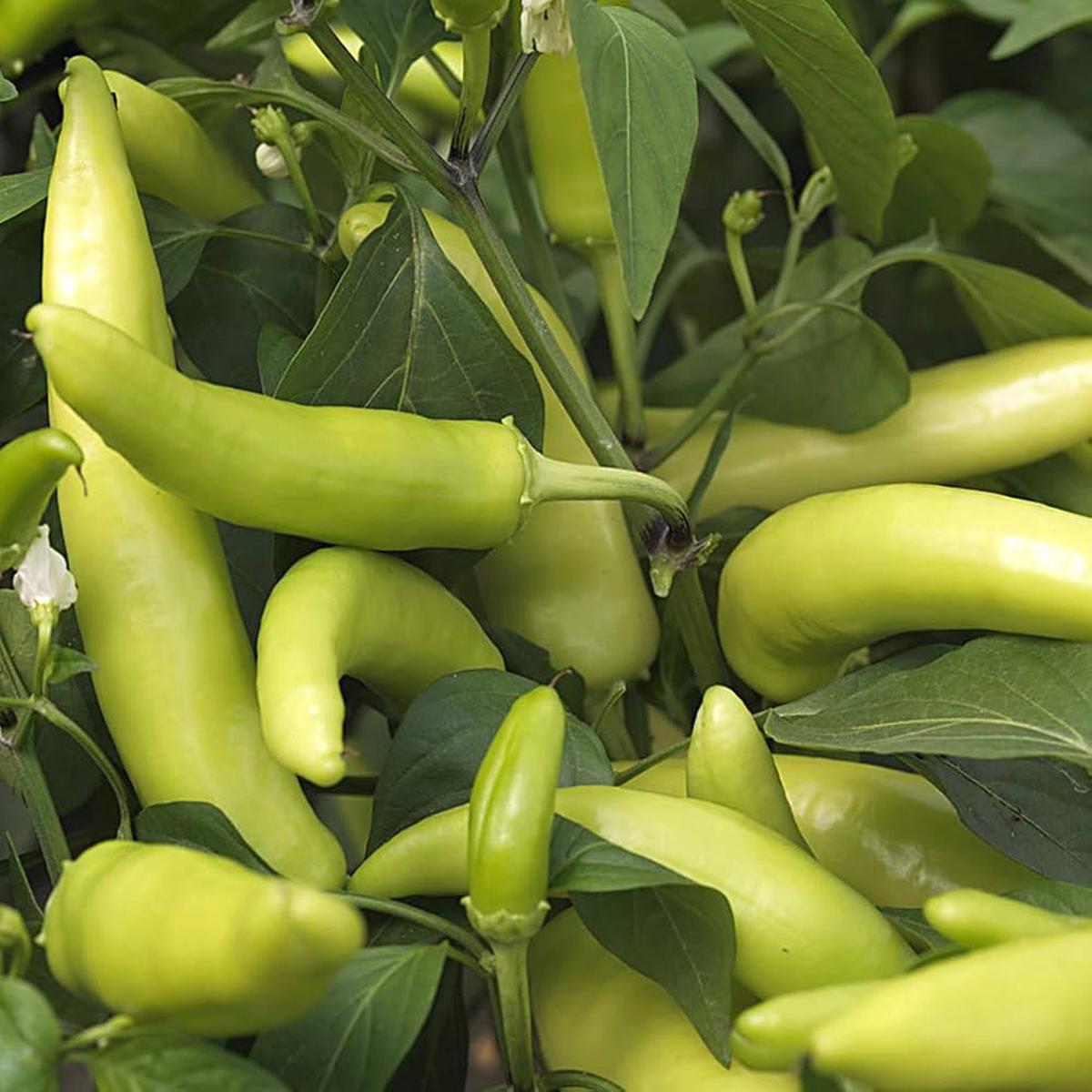 Sweet Tizenegyes Hungarian Pepper Capsicum annuum Seeds for Planting in Vegetable Patch