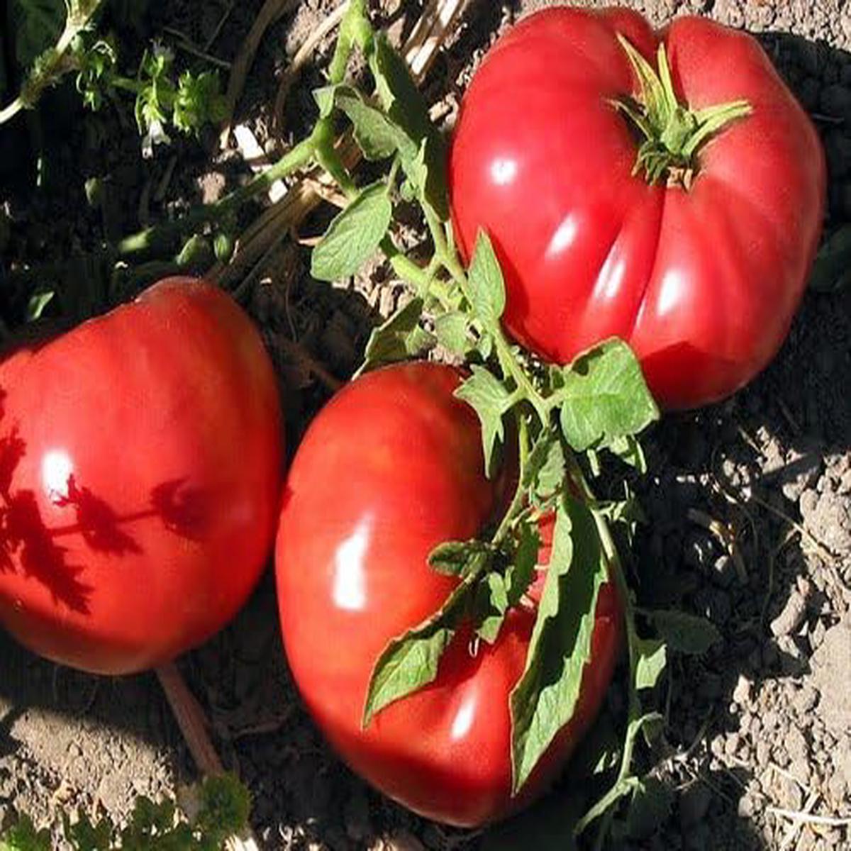 Giant Tomato Solanum lycopersicum Seeds for Planting for Vegetable Patch and Home Garden
