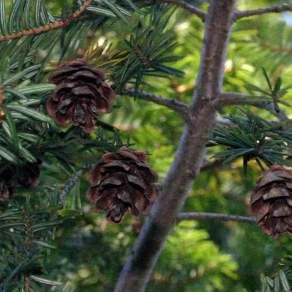 Eastern Hemlock Tsuga canadensis Seeds for Planting