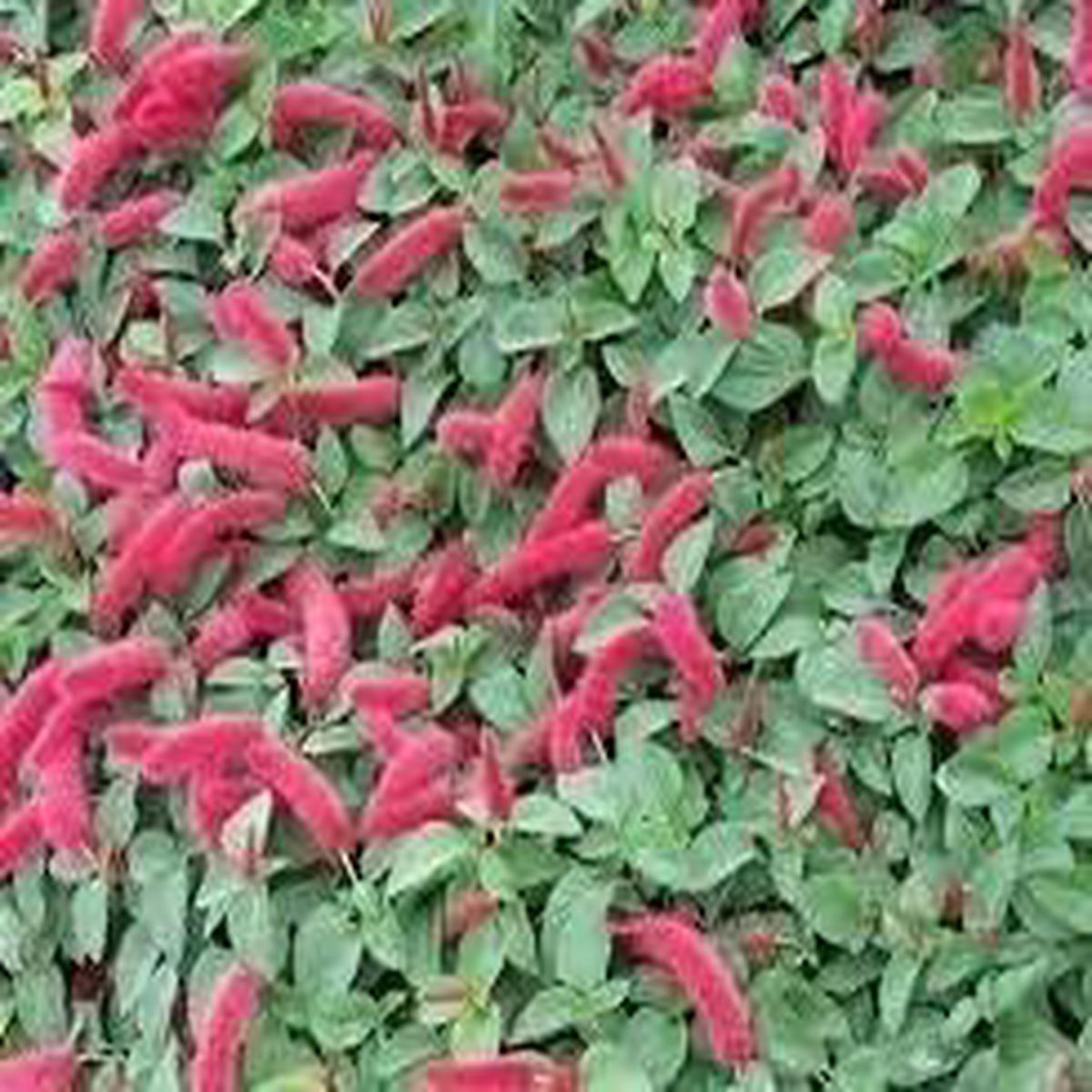 Acalypha Flower Seeds for Planting - NON GMO Seeds