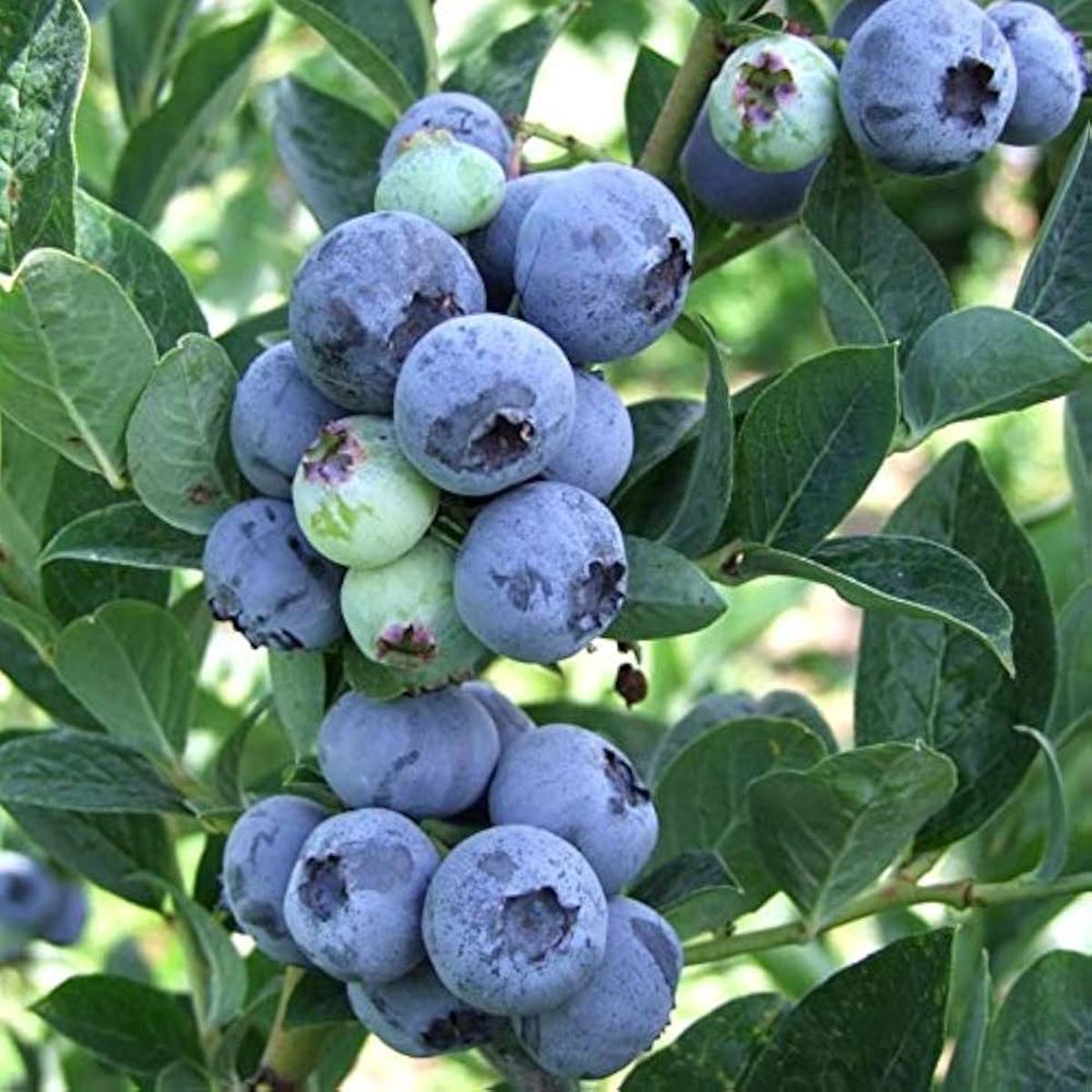 Blue Febrifuga Fruit Seeds , Rare Exotic Fruit for Garden Growth
