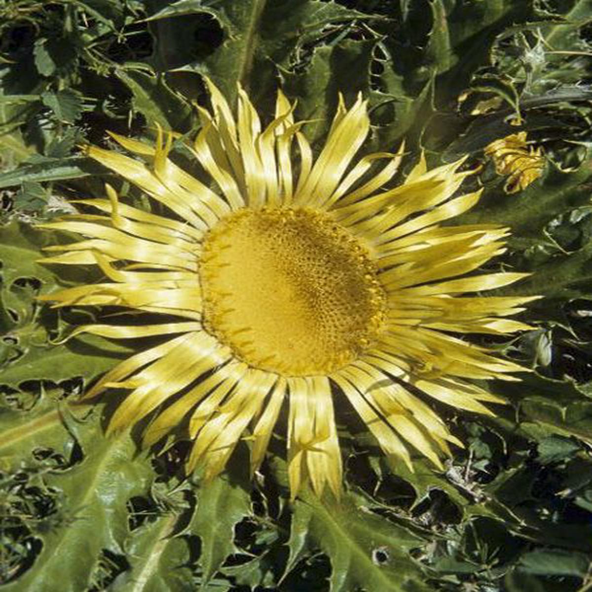 Acanthifolia Flower Seeds for Planting, Heirloom, Non-GMO, 100