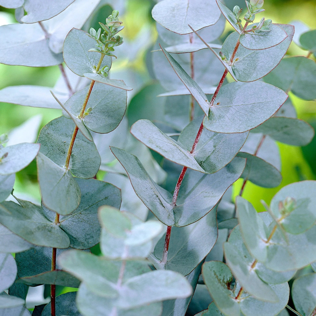 Apple Cider Eucalyptus Seeds for Planting Eucalyptus Gunnii aromatic garden patio pot