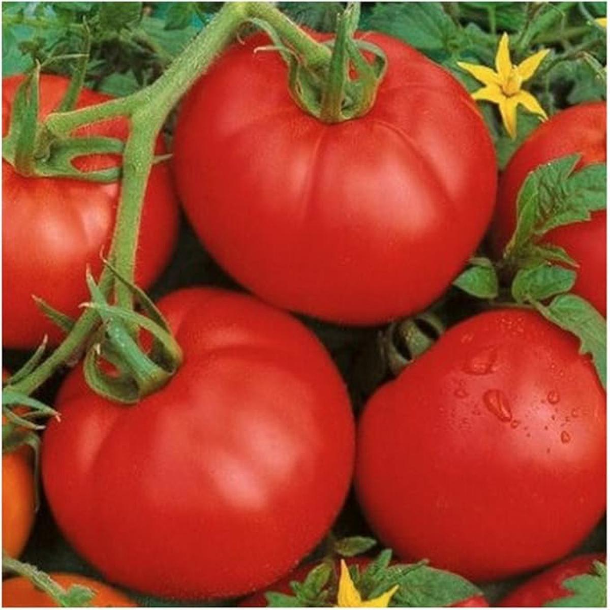 Trust F Hybrid Tomato Seeds for Planting Solanum lycopersicum Home Garden