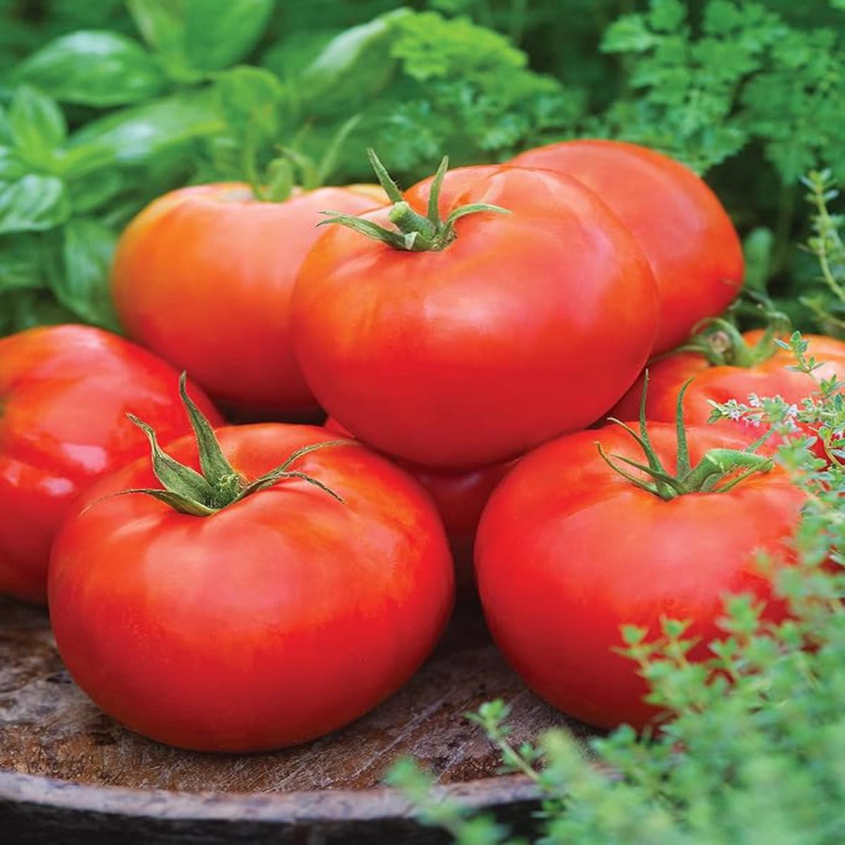 Favorite Truck Driver Tomato Seeds Pieces, Awesome Slicer
