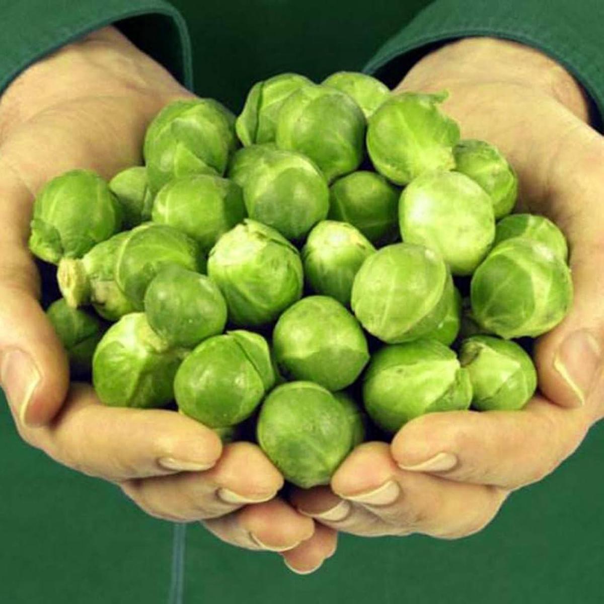 Capitola Brussels Sprout Seeds Brassica oleracea for Planting in Vegetable Patch