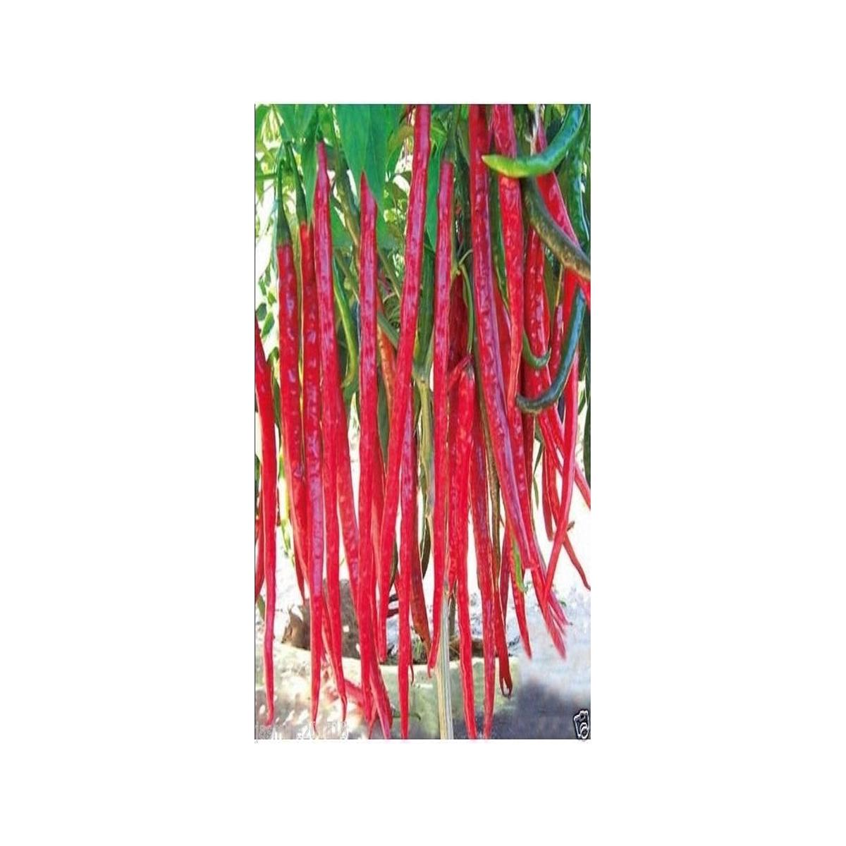 Giant Red Hot Chili Pepper Seeds for Spicy, Bold Flavors