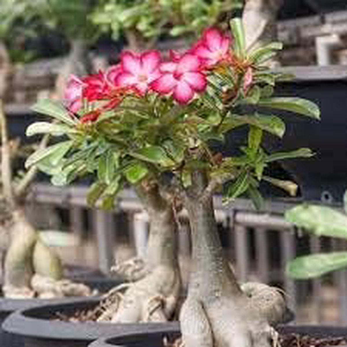 Adenium Obesum Flower Seeds for Planting  Fresh, Organic, Heirloom, Non-GMO Desert Rose Seeds