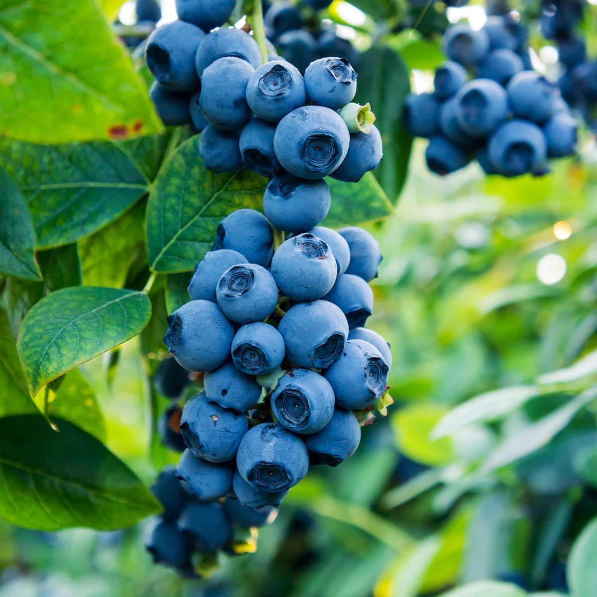 Black Goji Berry Fruit Seeds for Planting - Grow Superfood Berries in Your Own Yard, Heirloom Seeds