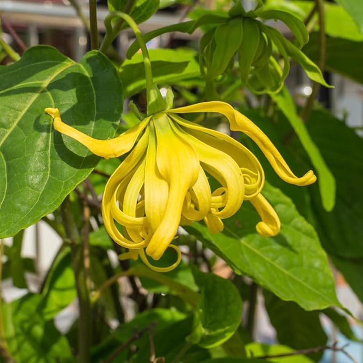 Organic Yellow Cananga Flower Seeds for Planting  Heirloom, Non-GMO