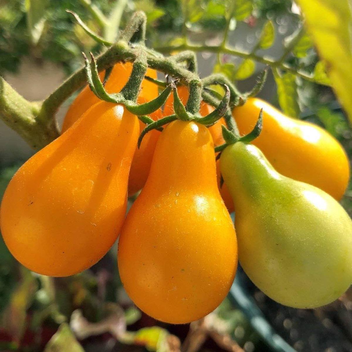 Bio Yellow Pear Tomato Seeds for Planting vegetable patch
