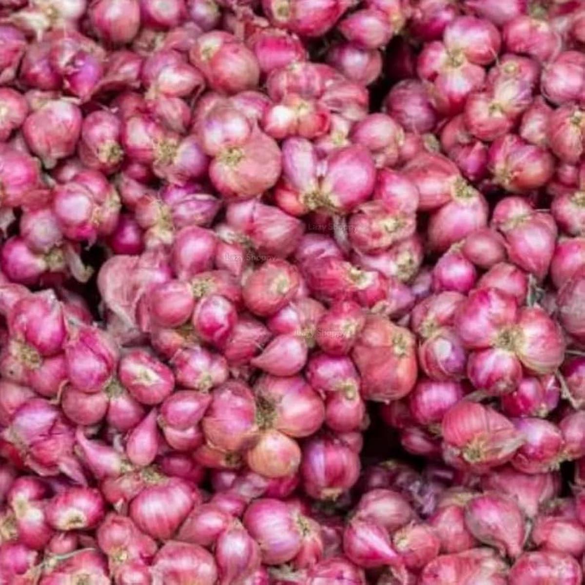 Four Seasons Red Shallot Seeds for Planting Vegetable Garden