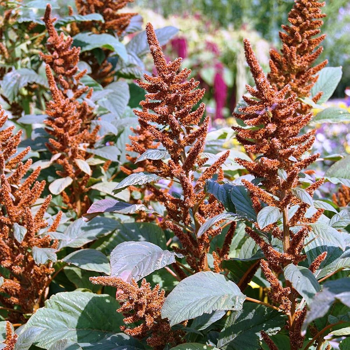 Amaranthus Amaranthus cruentus Hot Biscuit Seeds for Planting vegetable patch urban garden